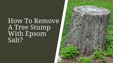 How To Remove A Tree Stump With Epsom Salt Easy
