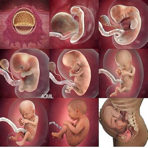 Tph Momentos Fascinantes Alegres Observaciones Del Movimiento Fetal