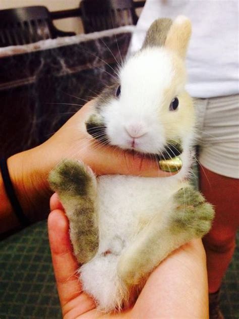 Bunny Feet Cutest Toes Kanin