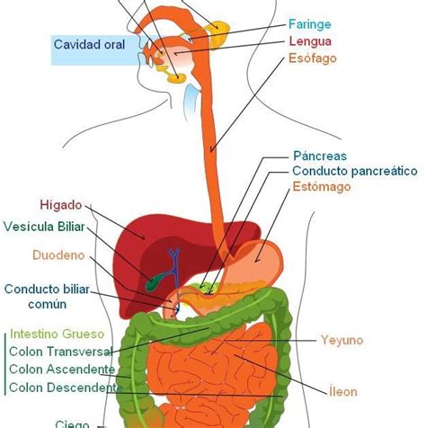 El Cuerpo Humano El Aparto Digestivo Y Sus Partes