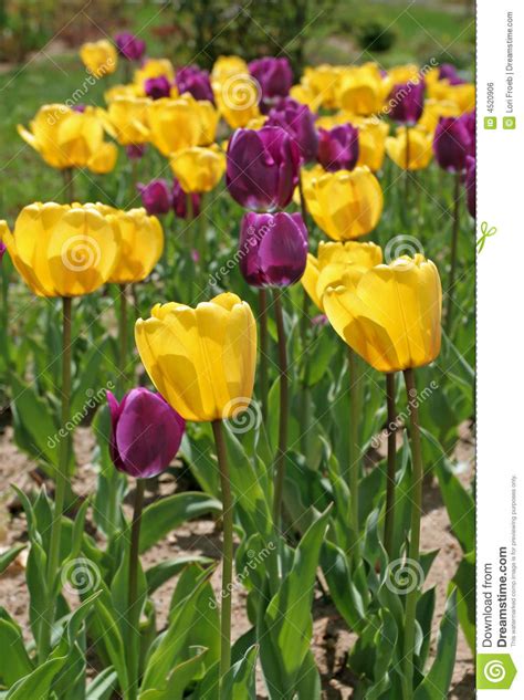 Purple And Yellow Tulips Royalty Free Stock Image Image