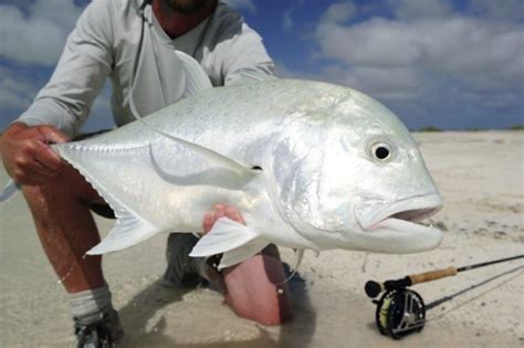 Christmas Island Reopening To Saltwater Fly Fishing In 2023 Aardvark
