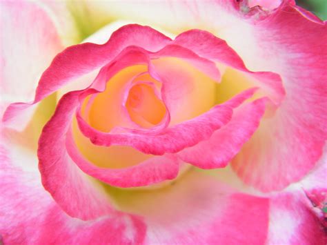 Psychedelic Colors Comprise A Rose Photograph By Mary Sedivy Fine Art