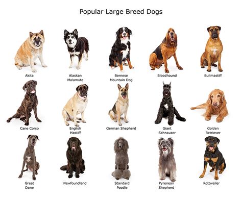 Large Dog Breeds Choosing The Right Dog For You Dogs Guide