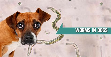 5 Symptoms Of Worms In Dogs How To Check If Your Dog Has Worms
