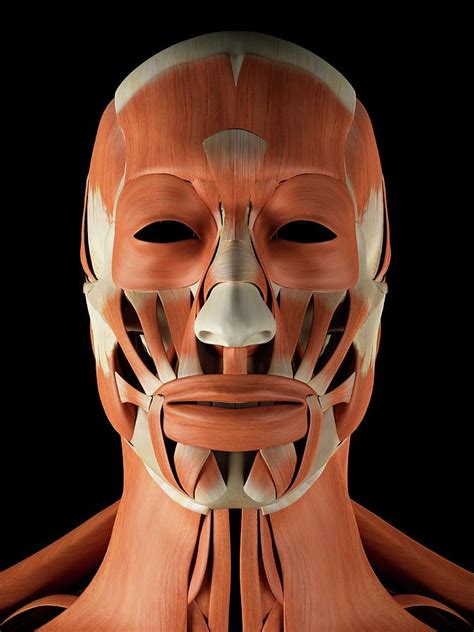 Human Facial Muscles Photograph By Sciepro Pixels
