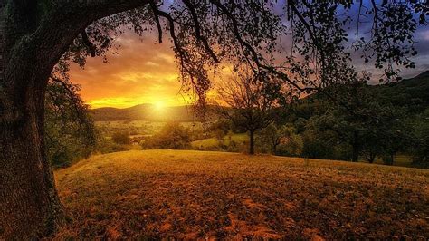 Nature Tree Dawn Landscape Panorama Sun Aesthetic Sunlight