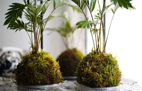 Features How To Incorporate Plants In A Japanese Home
