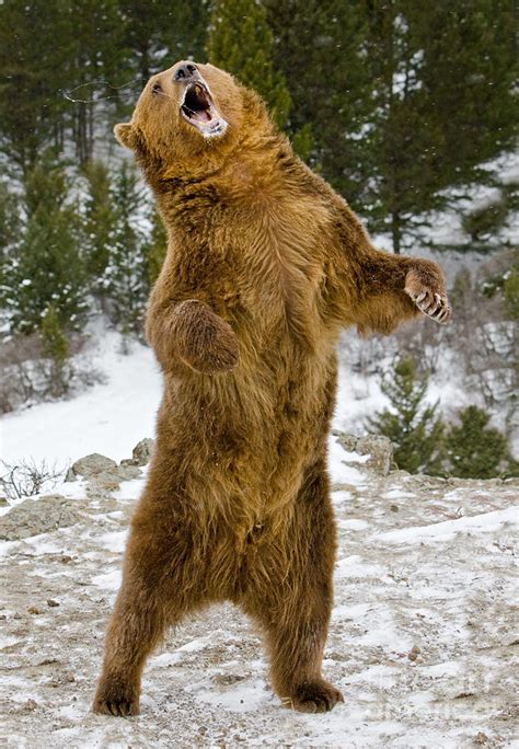 Grizzly Standing Photograph By Jerry Fornarotto