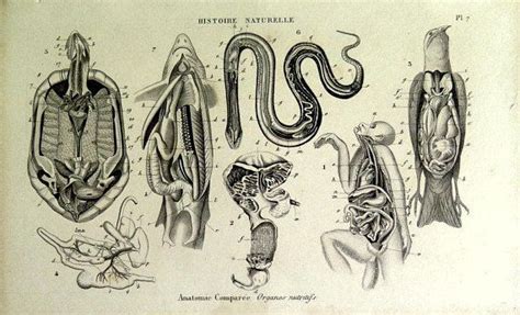 1852 Rare Antique Original Dissection Animal Animals Zoology Print