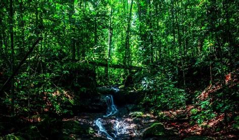 Sinharaja Forest Reserve Sri Lanka Tours And Travel Blog