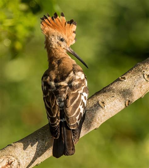 African Hoopoe In South Africa Intobirds