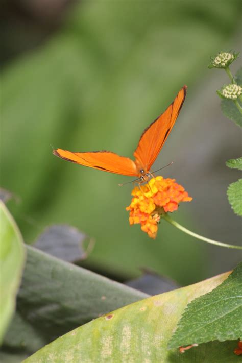 Dezember von 11:00 bis 17:00 uhr geöffnet Garten der Schmetterlinge Schloss Sayn | Plants, Germany
