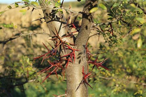 Red Thorns Displayed On A Young Tree Stock Image Image Of Clear