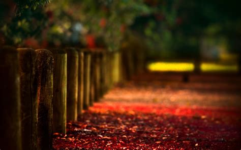 Path Blurred Fence Wood Depth Of Field Bokeh Leaves Photography