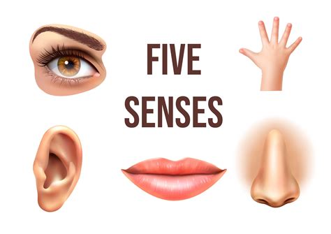 The Five Senses Os 5 Sentidos Em Inglês Skylimit Idiomas
