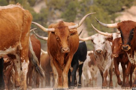 South Plains Producers Use Social Media To Find Lost Livestock