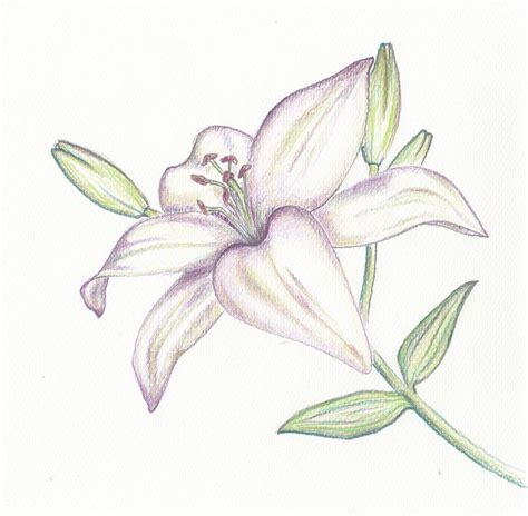 Stargazer Lily Sketch At Explore Collection Of