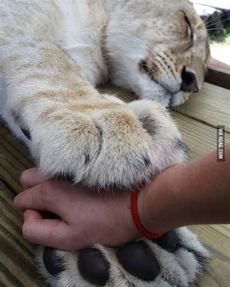 Lions Paws 9gag