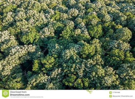 Aerial Top View Forest Forest View From Above Stock Photo Image Of