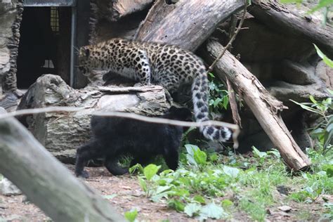 Fantastic — Amur Leopard Cubs Now On Display At The Beardsley Zoo