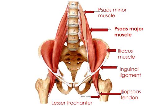 Psoas Trigger Points Symptoms Treatment And Prevention