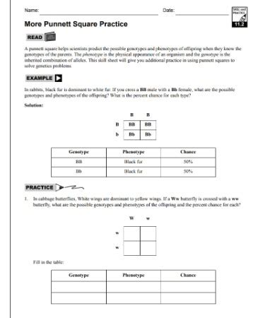 ⬜ punnett square practice worksheet pdf