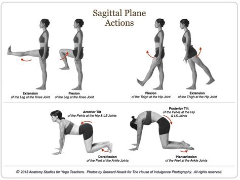 Picture Yoga Anatomy Pilates Teacher Training Sagittal Plane