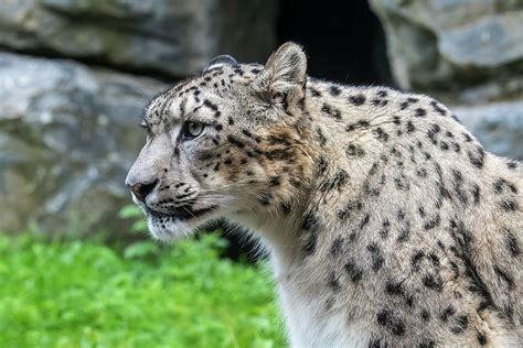 Snow Leopard Asia Photograph By Arterra Picture Library
