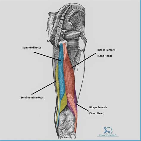 Exercises on hamstrings or rear thigh muscles will help you shape firm and muscular legs. Semimembranosus : Origin, Insertion, Action & Nerve Supply ...