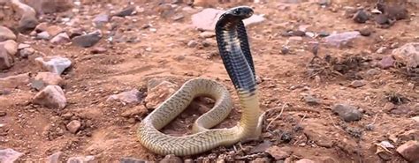 Snakes can be very persistent pests and keeping them out can be difficult. Keep snakes out of your garden for good | Pest Worx