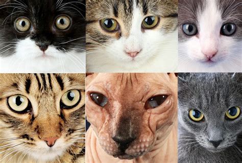10 Most Popular Cat Breeds
