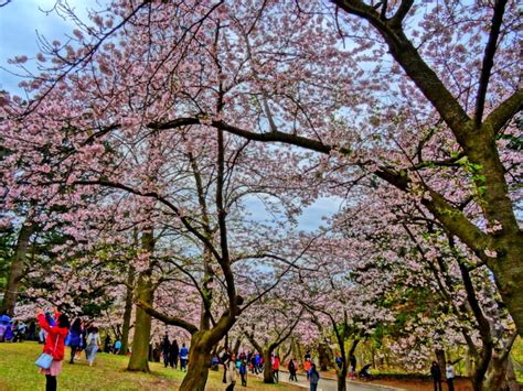 Where To Find Cherry Blossoms In Toronto The World As I See It