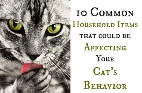 10 Possible Reasons Your Cat Is Behaving Badly Cat