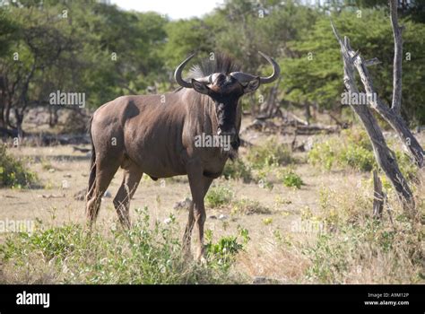 Adult Male Wildebeest Gnu In Namibia One Of A Sequence Stock Photo