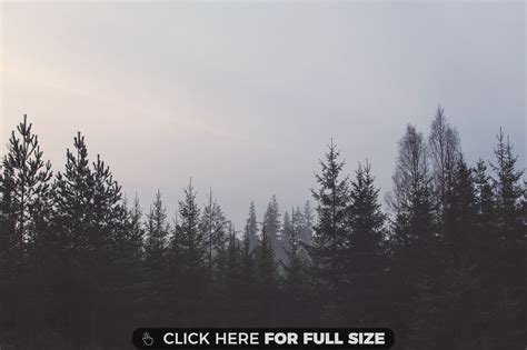 Pine Trees Wallpapers Wallpaper Cave