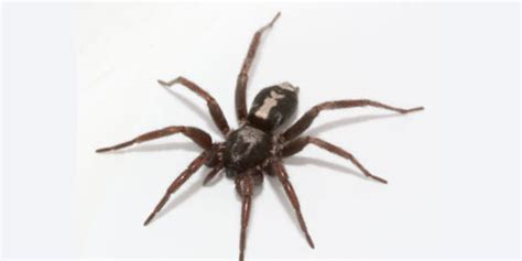 Use them in commercial designs under lifetime, perpetual & worldwide rights. Spider Control - Muskoka Pest Control