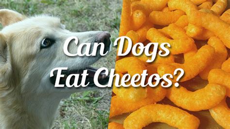 Some human foods that are perfectly safe for us to eat can be highly toxic and dangerous for cats, so be sure never to let your cat eat any of the following Can Dogs Eat Cheetos? | Pet Consider