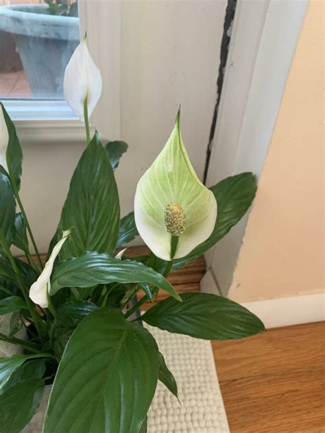 Why Is My Peace Lily Flower Turning Green 3 Sneaky Reasons