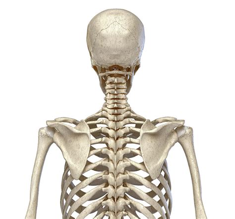 Rear View Of The Human Torso Skeletal Photograph By Pixelchaos
