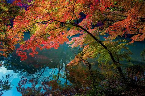 Nature Landscape Water Turquoise Fall Trees Lake Shrubs