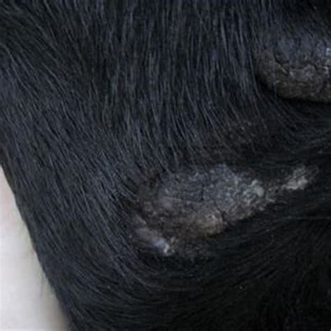 What Is Hyperkeratosis Dog Paw Diy Seattle