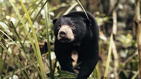 See Why This Little Sun Bears World Is A Scary Place