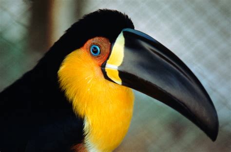 Bird Beak Shapes Depend On More Than Diet Scientific American