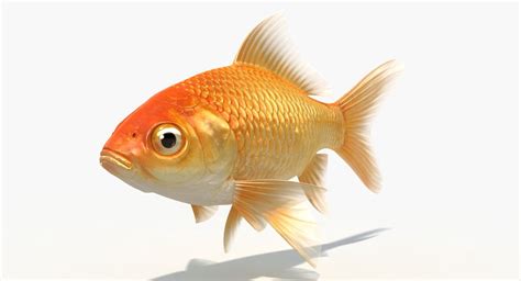 Goldfish Animated 3d Model 149 Fbx Obj Max Free3d