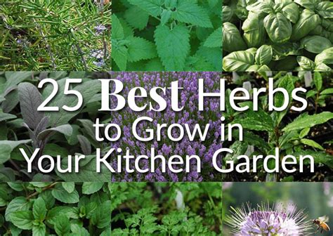 25 Best Herbs To Grow In Your Kitchen Garden The Herb Exchange
