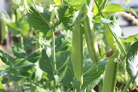Sugar Snap Pea Seeds Greenmylife All About Gardens