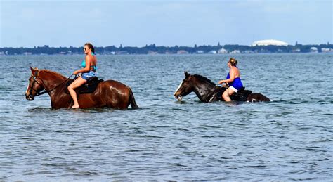 Beach Horseback Riding And Swimming With Horses In Tampa Bay St