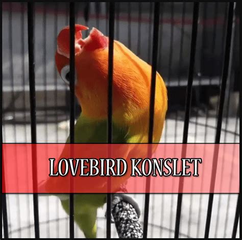 Bingung cari agen jual doping lovebird konslet atau obat doping lovebird terbaik? Racikan Jamu Lovbirt Konslet Untuk Betina : Cara Buat ...