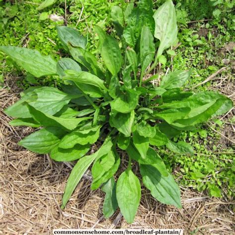 Broadleaf Plantain The Weed You Wont Want To Be Without